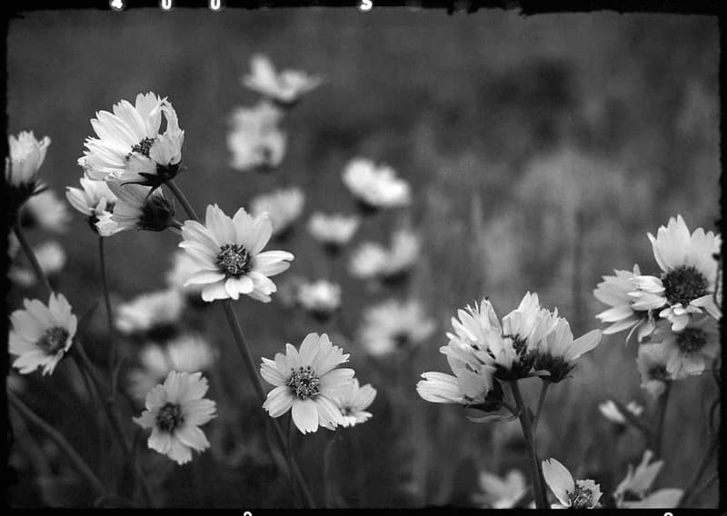 120mm S/W Negativfilme